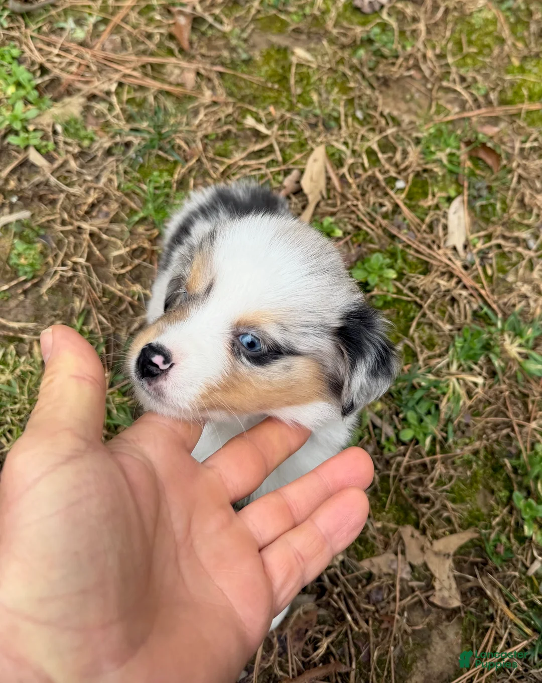 Australian Shepherd dogs for sale: Princess - Ad 2