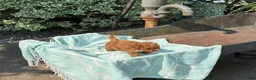 Toy Poodle dogs for sale: Peanut - Ad 6