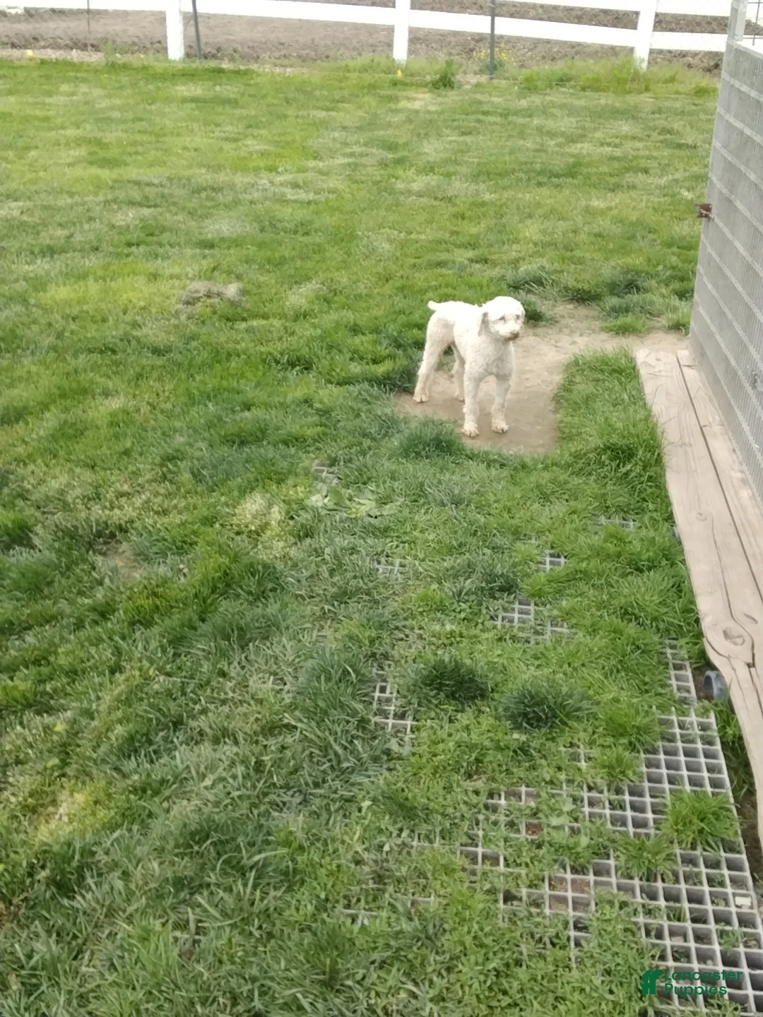 Mixed Breed dogs for sale: Harper - Ad 5
