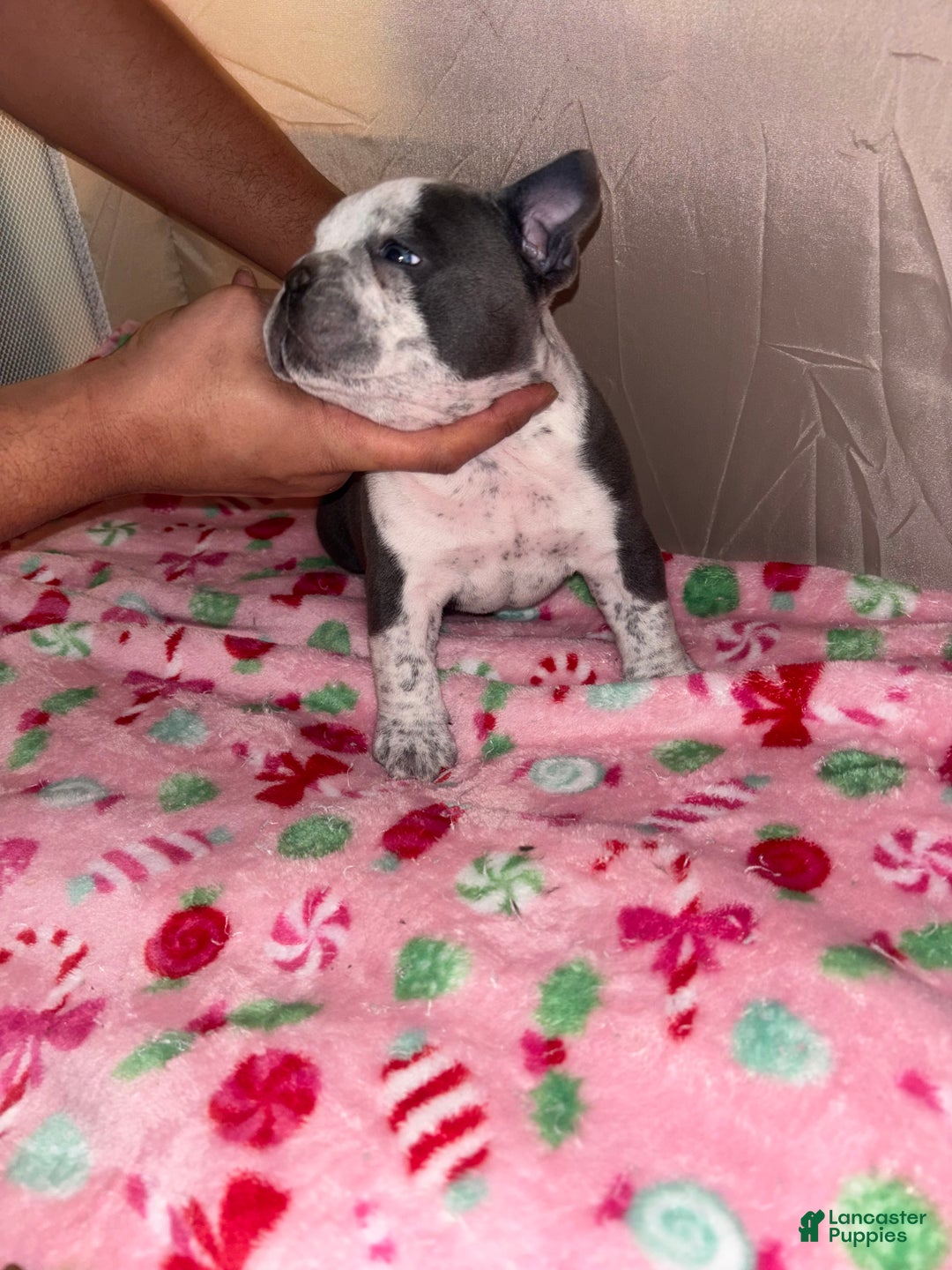 American Bully dogs for sale: American Bully Puppy 7 - Ad 4