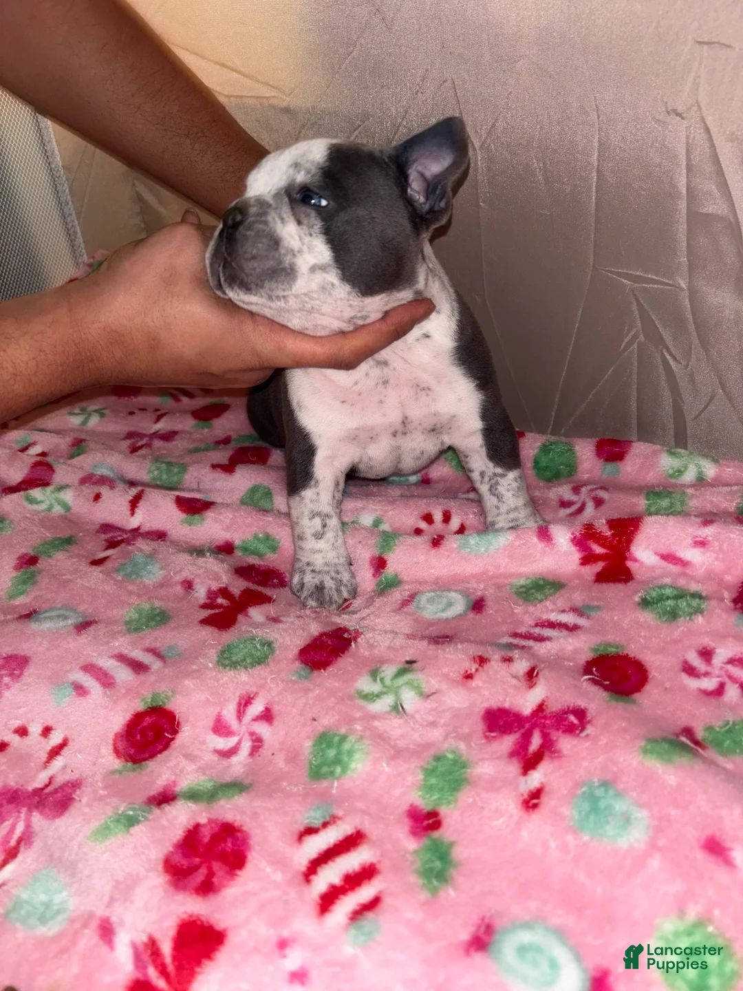 American Bully dogs for sale: American Bully Puppy 4 - Ad 19