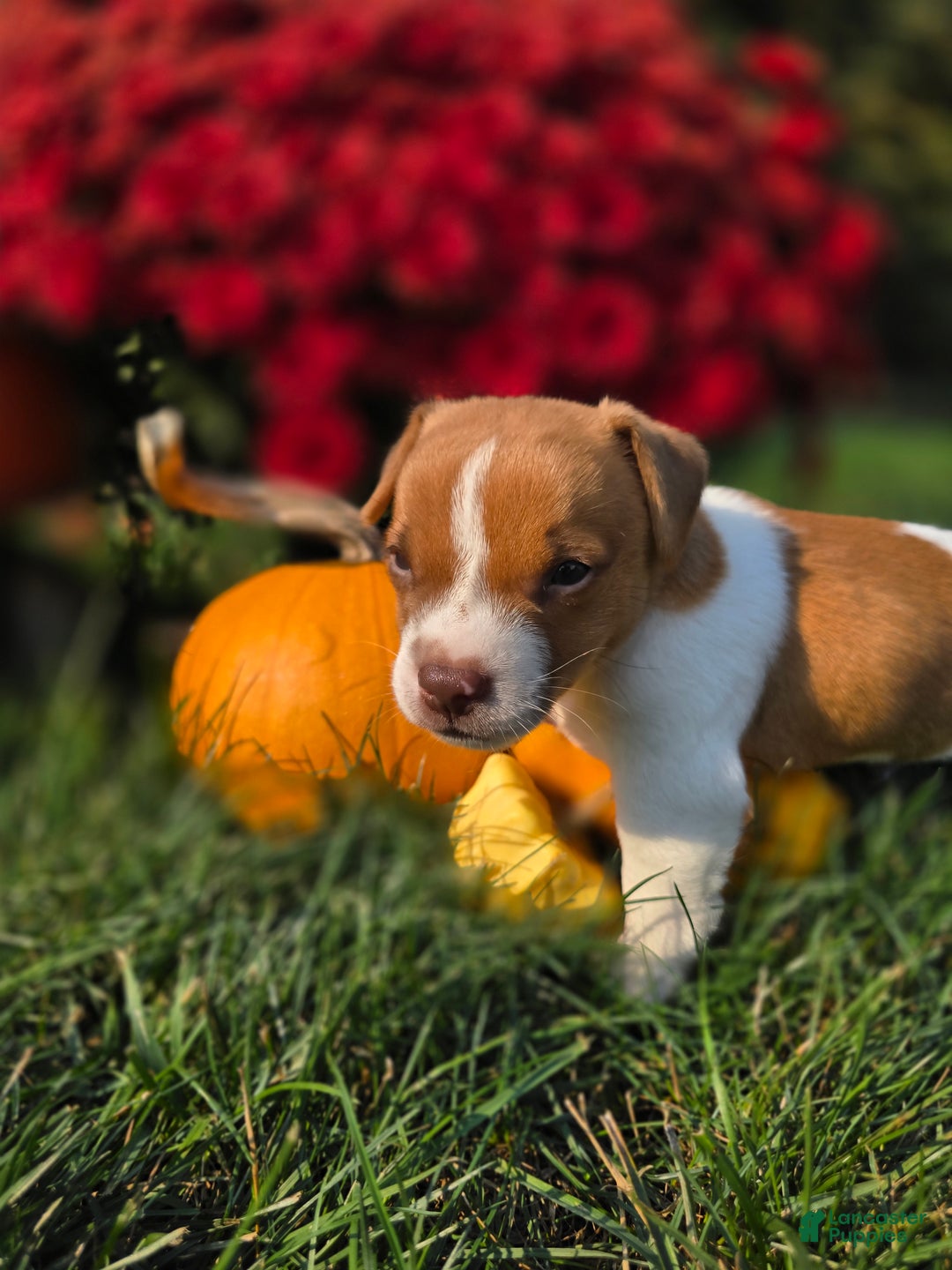 Jack Russell Terrier dogs for sale: Max - Ad 11