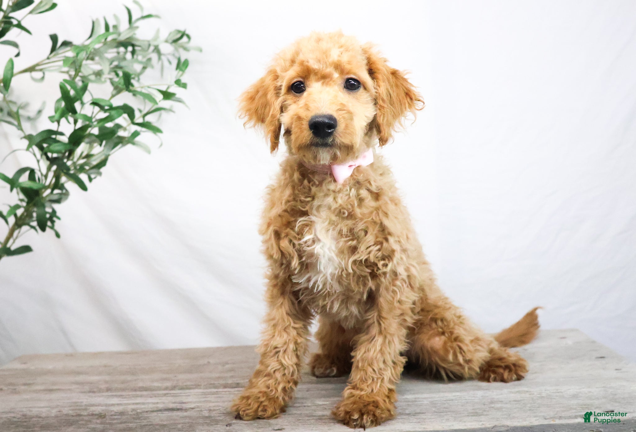 Goldendoodle dogs KELLY - Ad 25