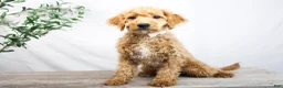 Goldendoodle dogs for sale: KELLY - Ad 1