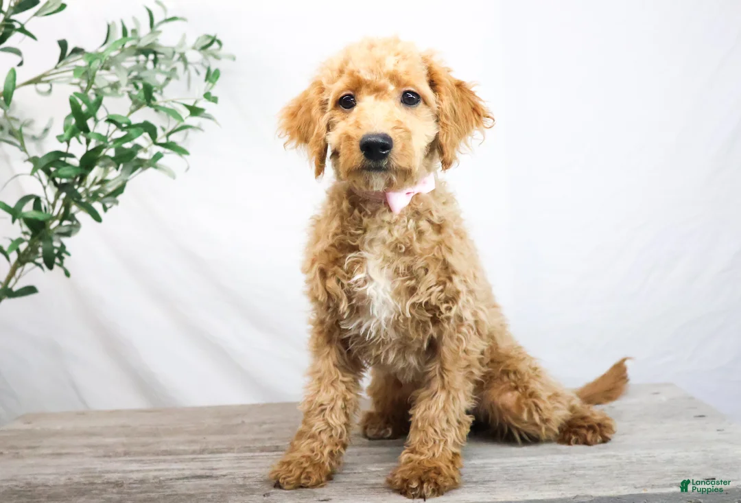 Goldendoodle dogs for sale: KELLY - Ad 1