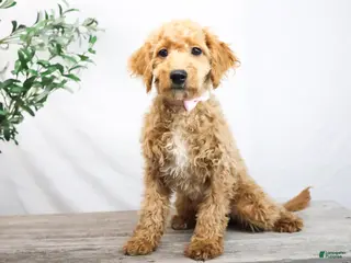 Goldendoodle dogs KELLY - Ad 25