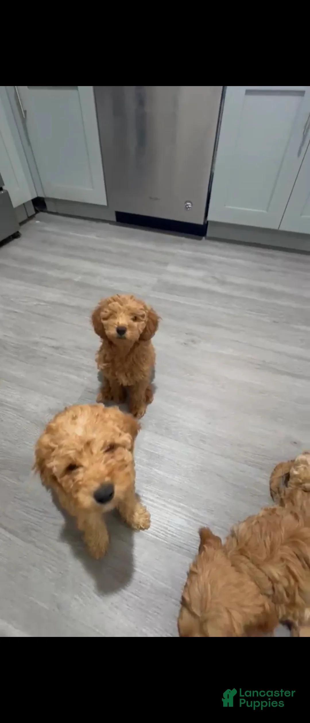 Mini Goldendoodle dogs for sale: Mini Goldendoodle lucas - Ad 1
