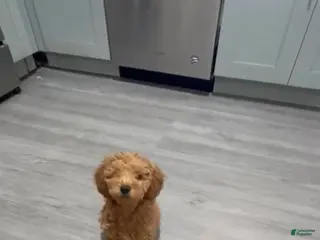 Mini Goldendoodle dogs Mini Goldendoodle lucas - Ad 2