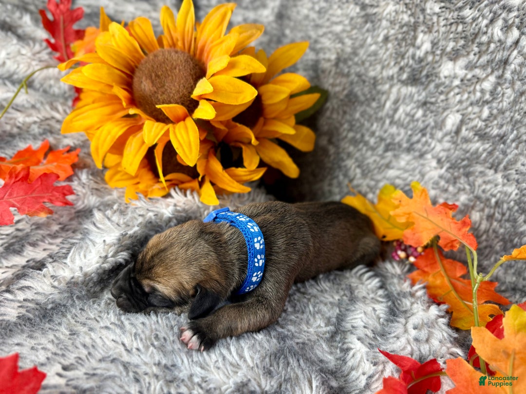 Great Dane dogs for sale: Ron Weasley - Ad 8