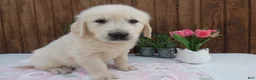Golden Retriever dogs for sale: Golden Retriever 1 Andy - Ad 1