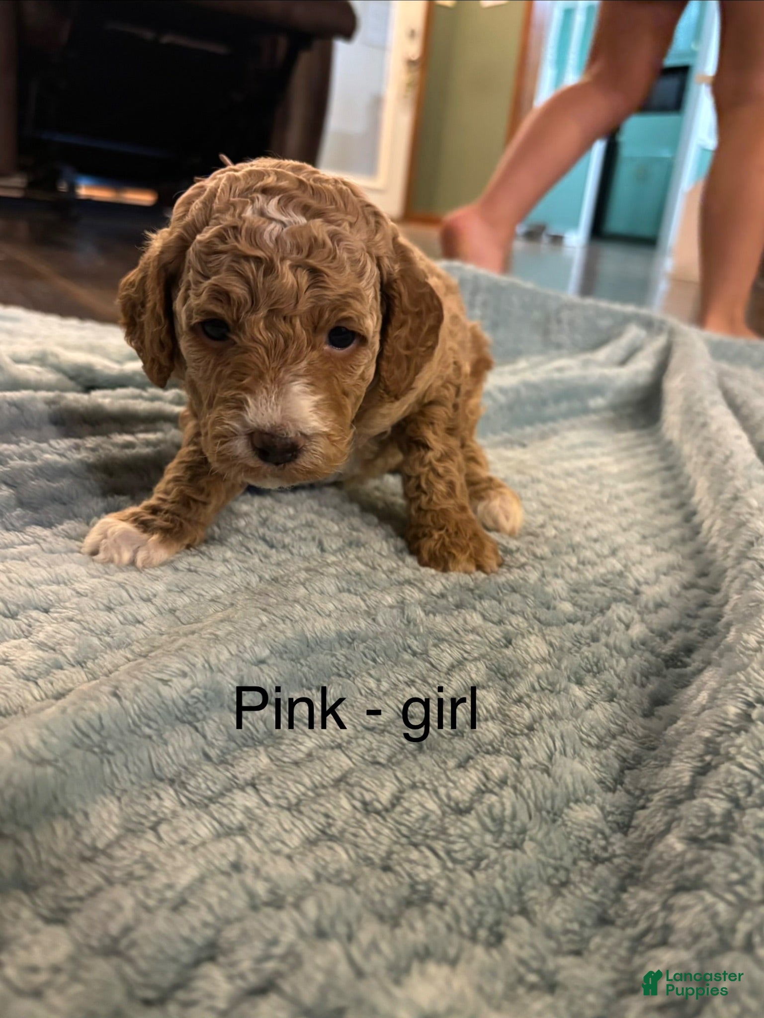 Mini Goldendoodle dogs Mini Goldendoodle 7 pink  - Ad 32