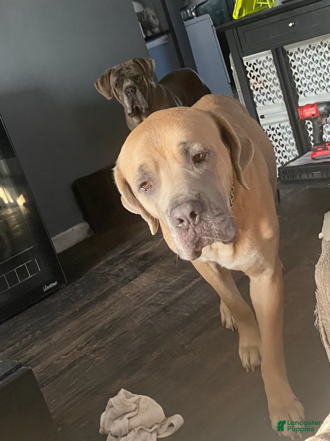 Cane Corso dogs for sale: Cane Corso Puppy 2 - Ad 7