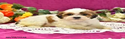 Shihpoo dogs for sale: Josie - Ad 3