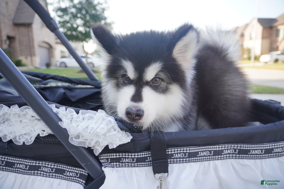 Alaskan Malamute dogs for sale: Xiao Zi - Ad 19