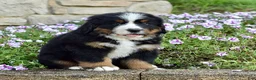 Bernese Mountain Dog dogs for sale: Mr. Billy - Ad 5