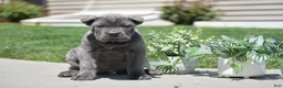 Cane Corso dogs for sale: Clara - Ad 2