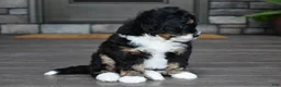Mini Bernedoodle dogs for sale: Autumn - Ad 6