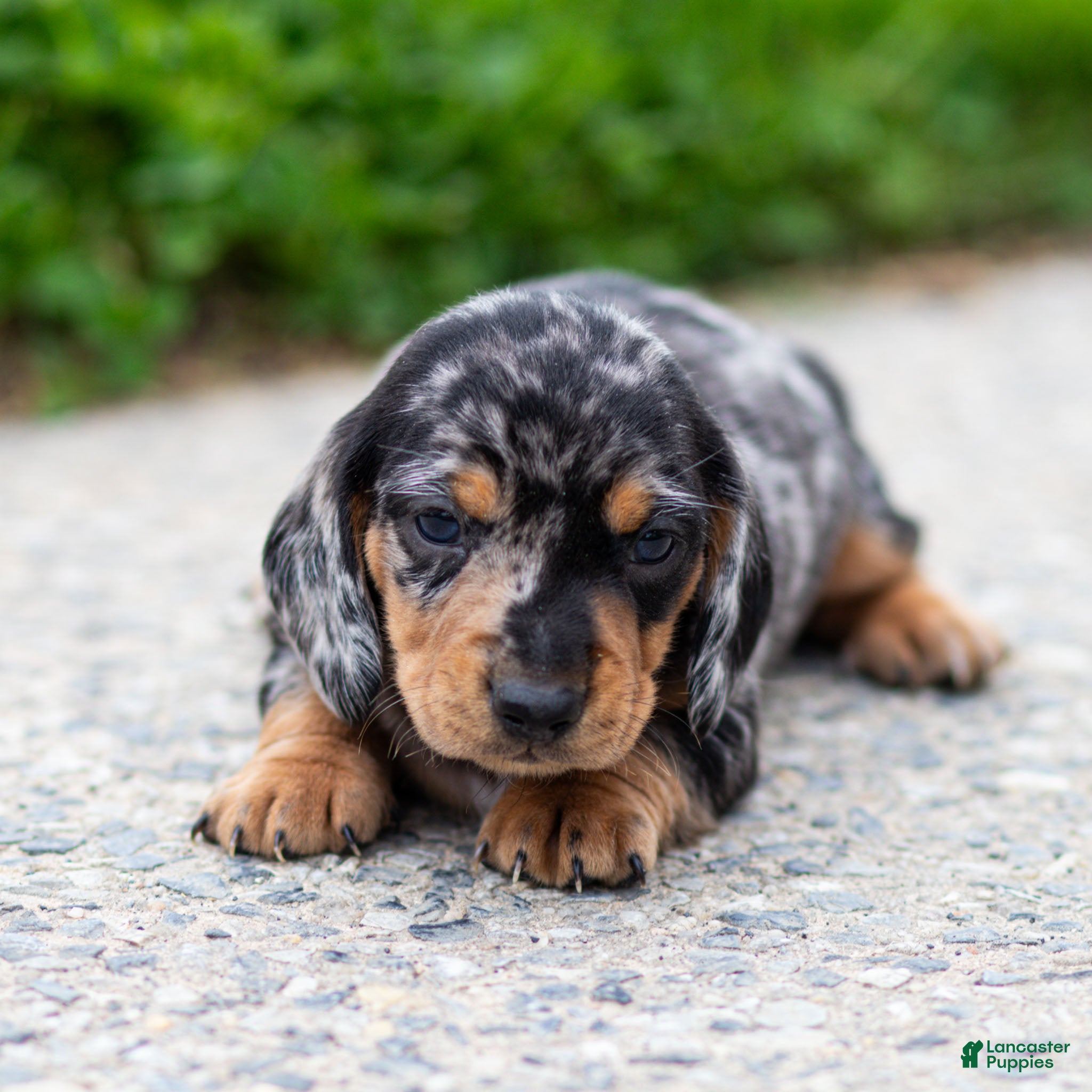 Miniature Dachshund dogs Colt Miniature Dachshund Puppy  - Ad 1