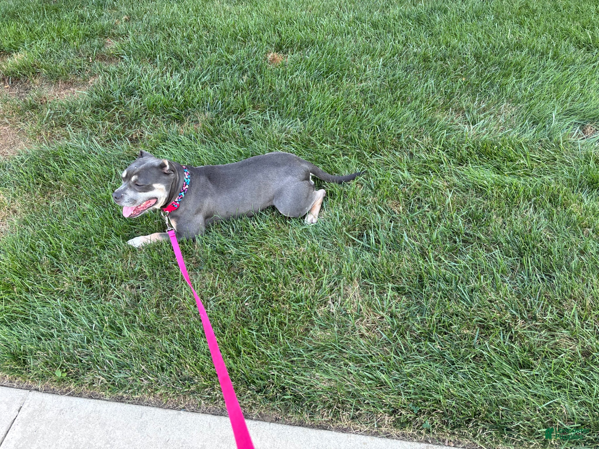 American Bully dogs American Bully Puppy 1 - Ad 2