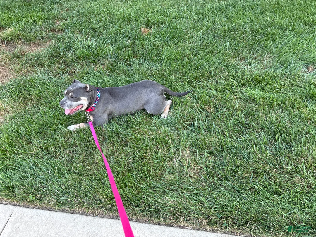 American Bully dogs for sale: American Bully Puppy 1 - Ad 2