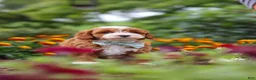 Cavapoo dogs for sale: Lane - Ad 8