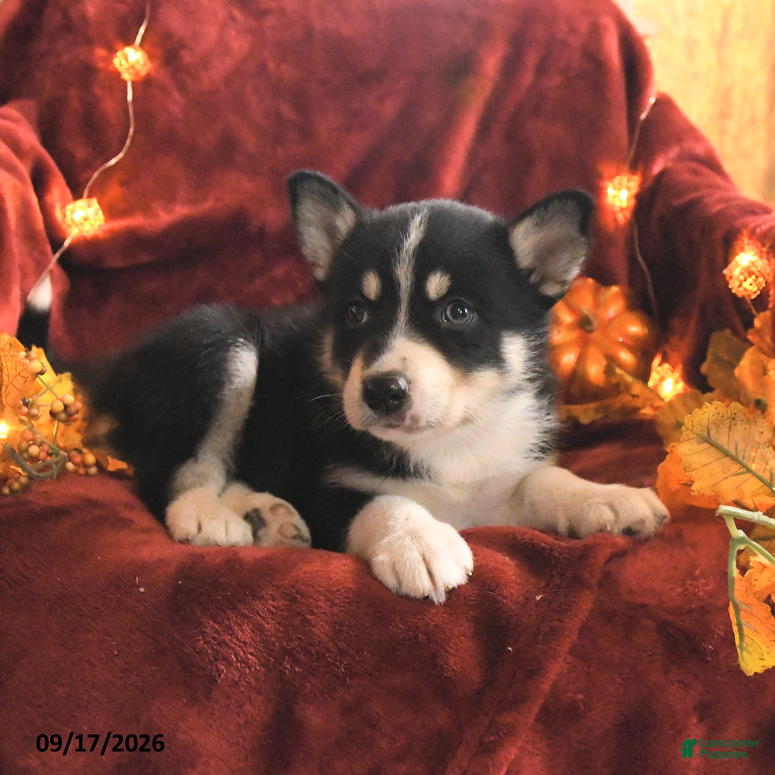 Mixed Breed dogs Ranger - Ad 2