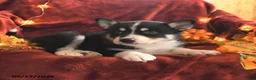 Mixed Breed dogs for sale: Ranger - Ad 2