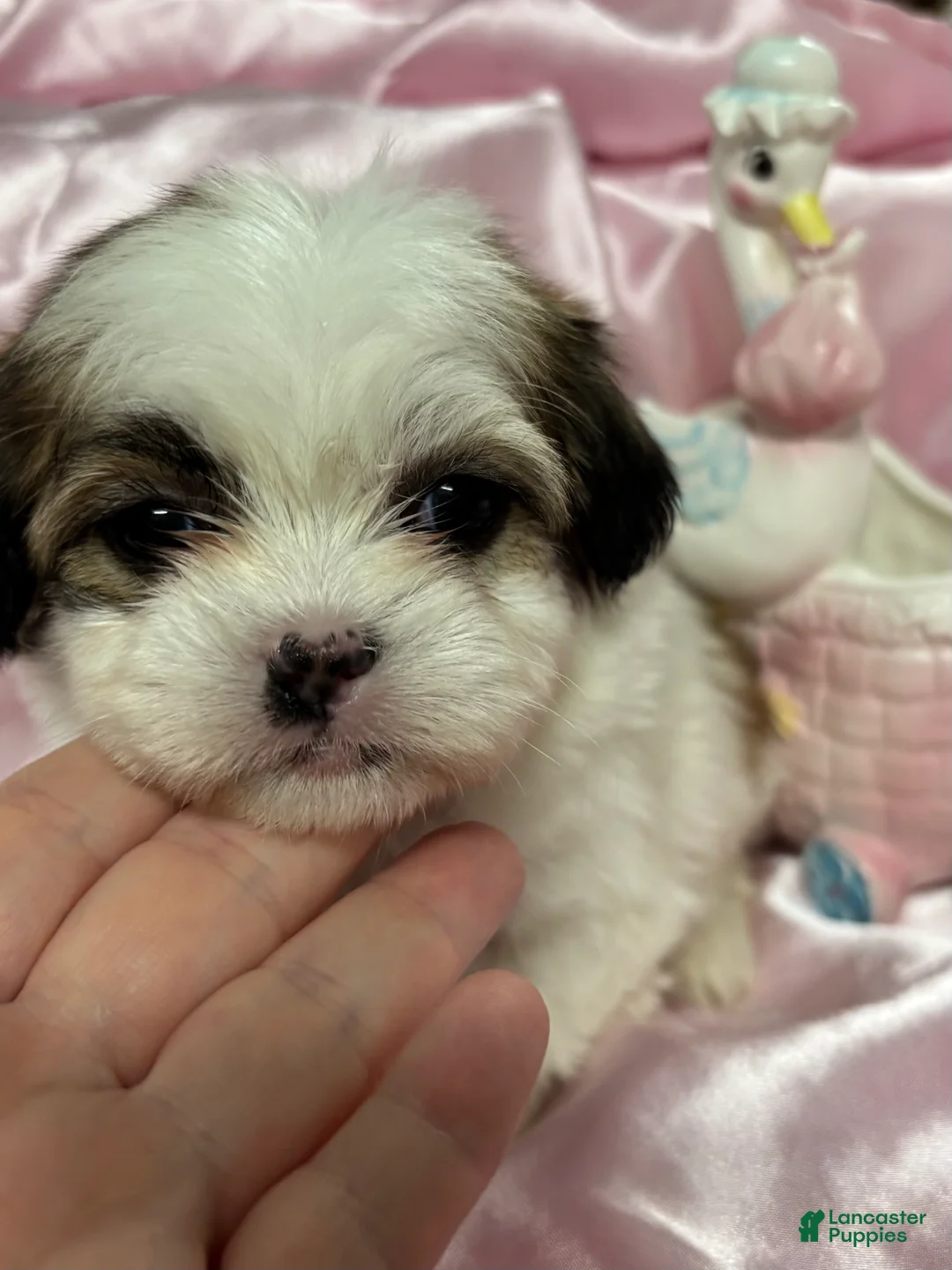 Malshi dogs for sale: Malshi Puppy 1 - Ad 2