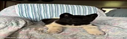 Akita dogs for sale: Ronald - Ad 3