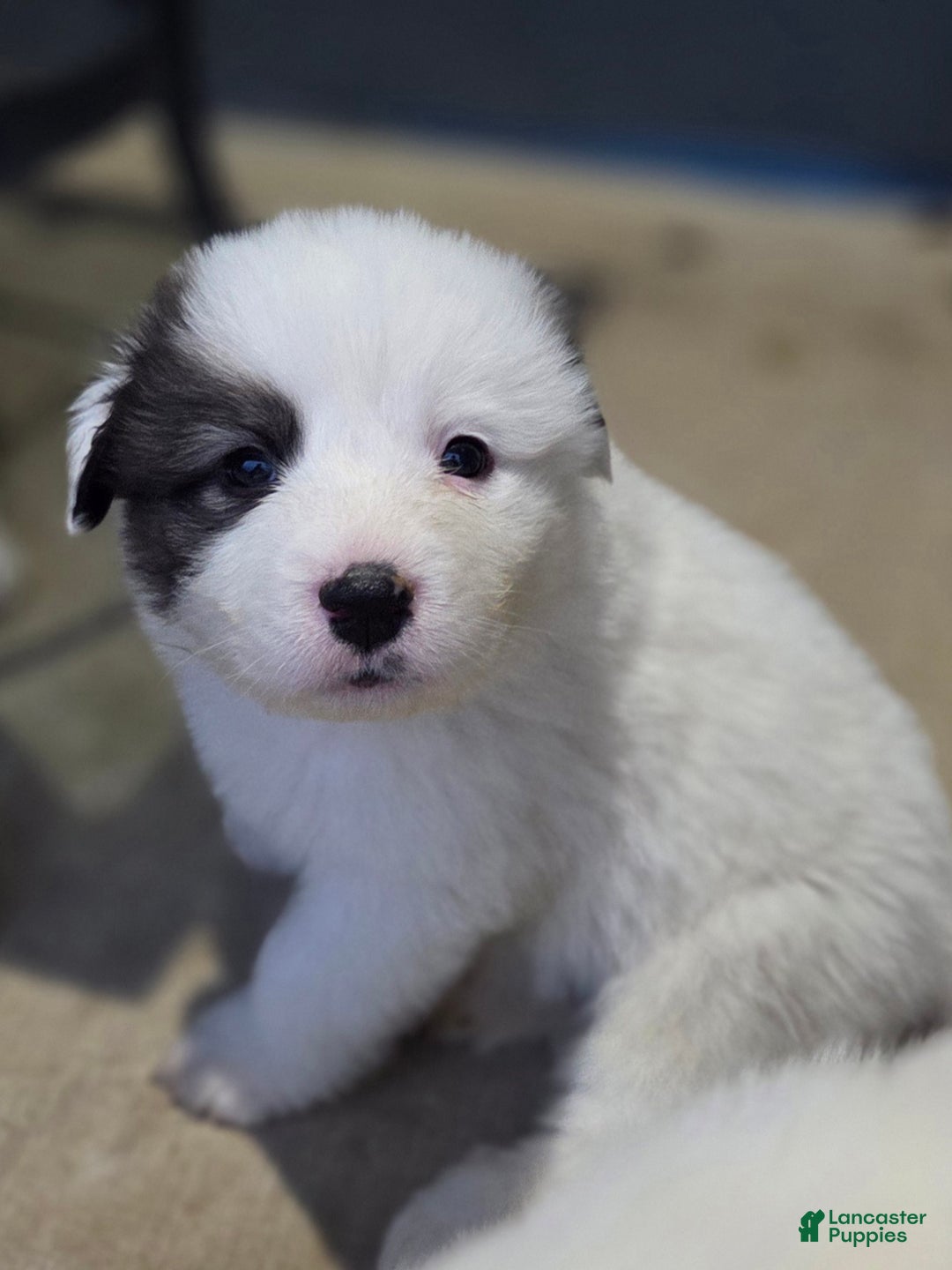 Great Pyrenees dogs for sale: Max - Ad 14