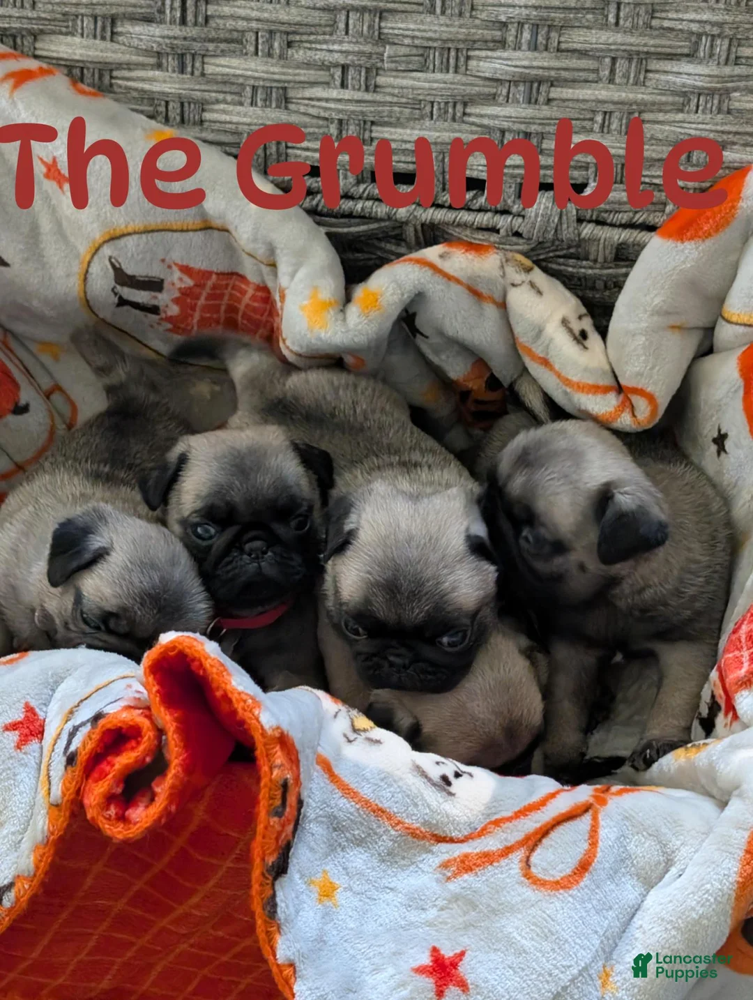 Pug dogs for sale: Pug 2 - Ad 1