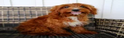 Cavapoo dogs for sale: Natasha - Ad 3