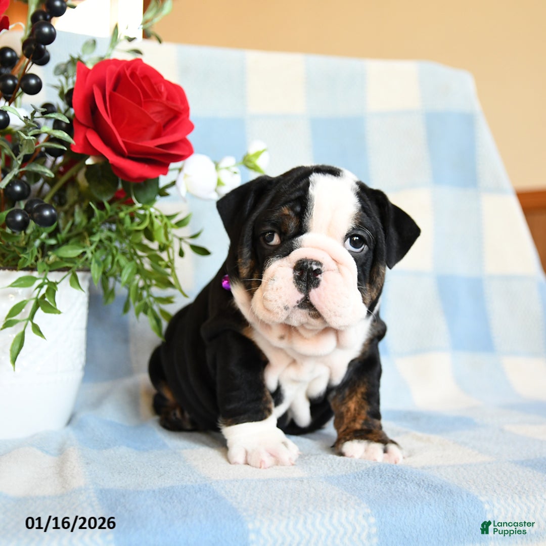 English Bulldog dogs for sale: Sunshine - Ad 2