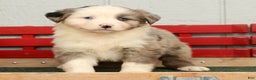 Australian Shepherd dogs for sale: Evie - Ad 5