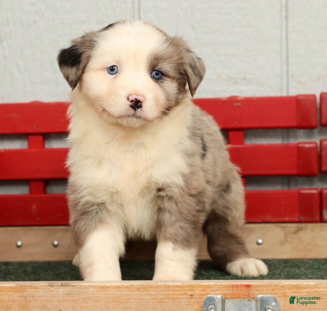 Australian Shepherd dogs for sale: Evie - Ad 5