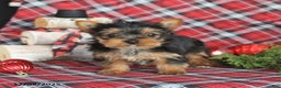 Yorkiepoo dogs for sale: Tootsie - Ad 3