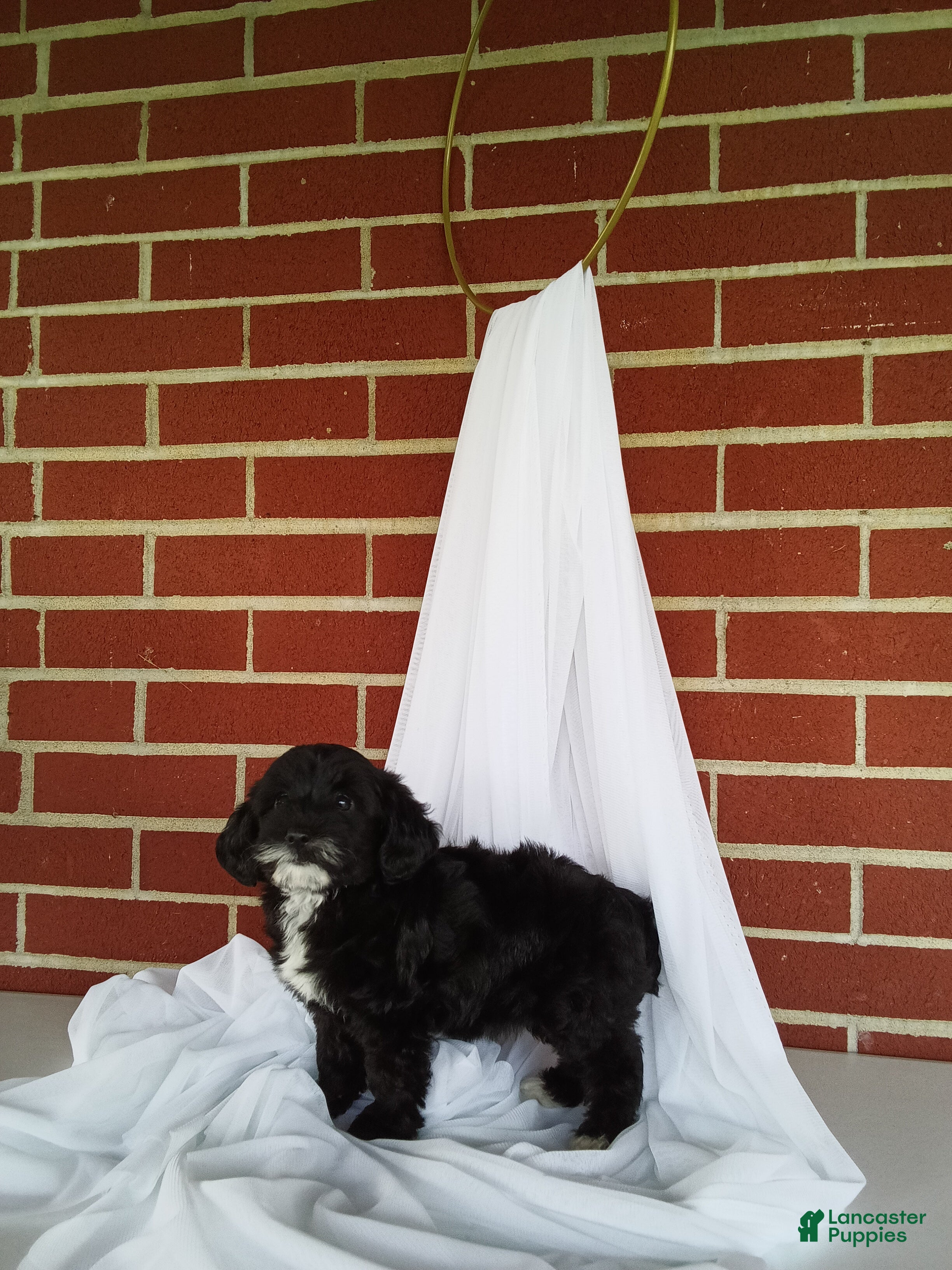 Yorkiepoo dogs 🐾 Meet Petunia – Beautiful F1B Yorkiepoo Puppy! 🐾 - Ad 1