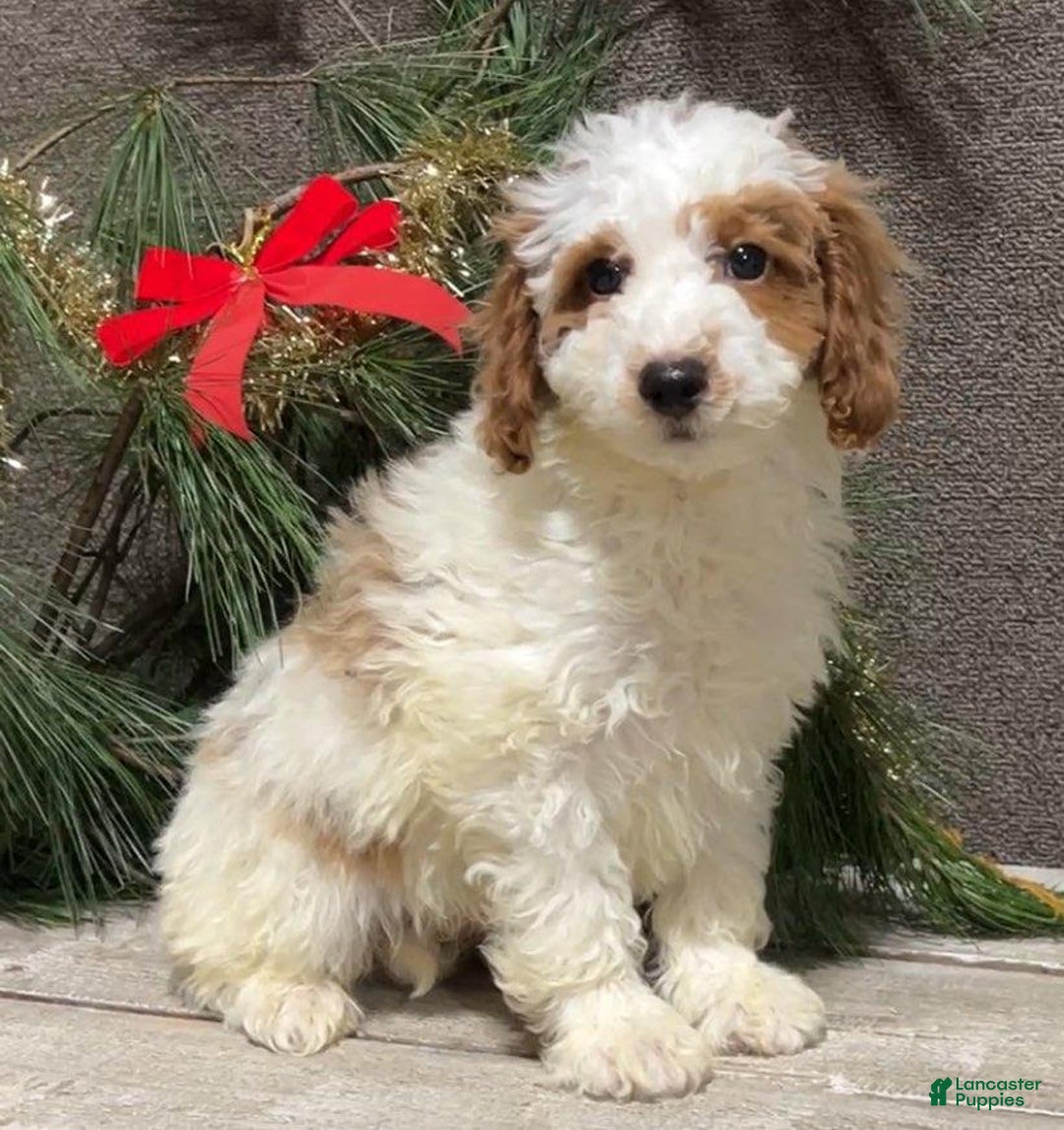 Mini Goldendoodle dogs for sale: Randy - Ad 1