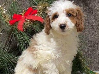 Mini Goldendoodle dogs Randy - Ad 21