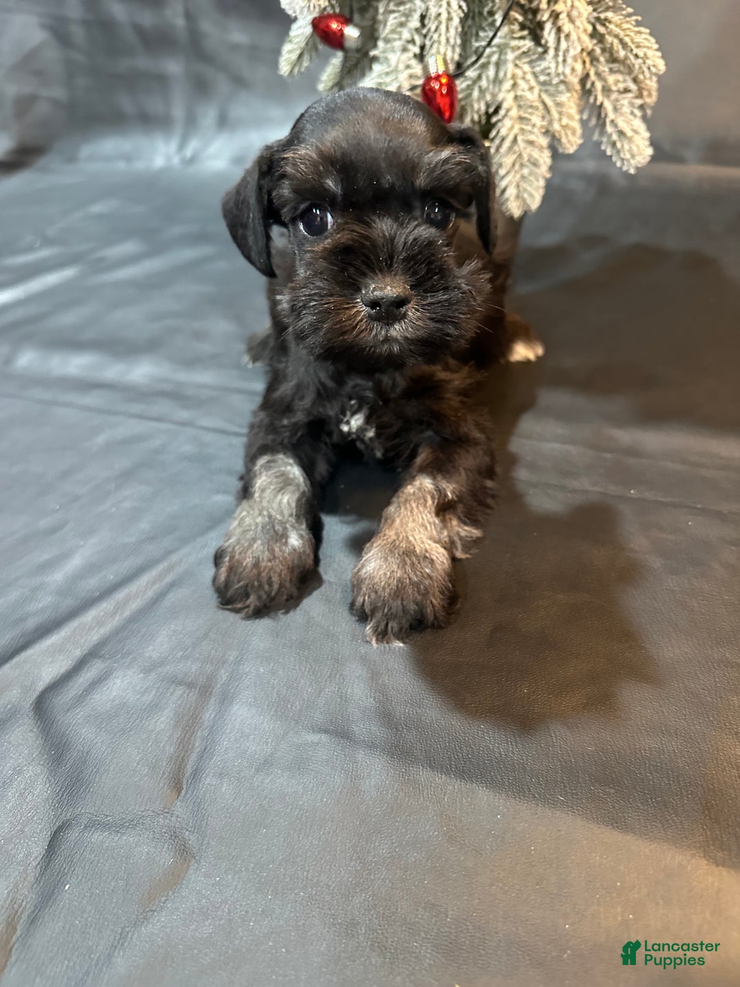 Miniature Schnauzer dogs for sale: Dasher  - Ad 3
