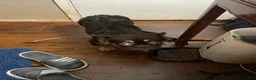 French Bulldog dogs for sale: Mickey - Ad 3