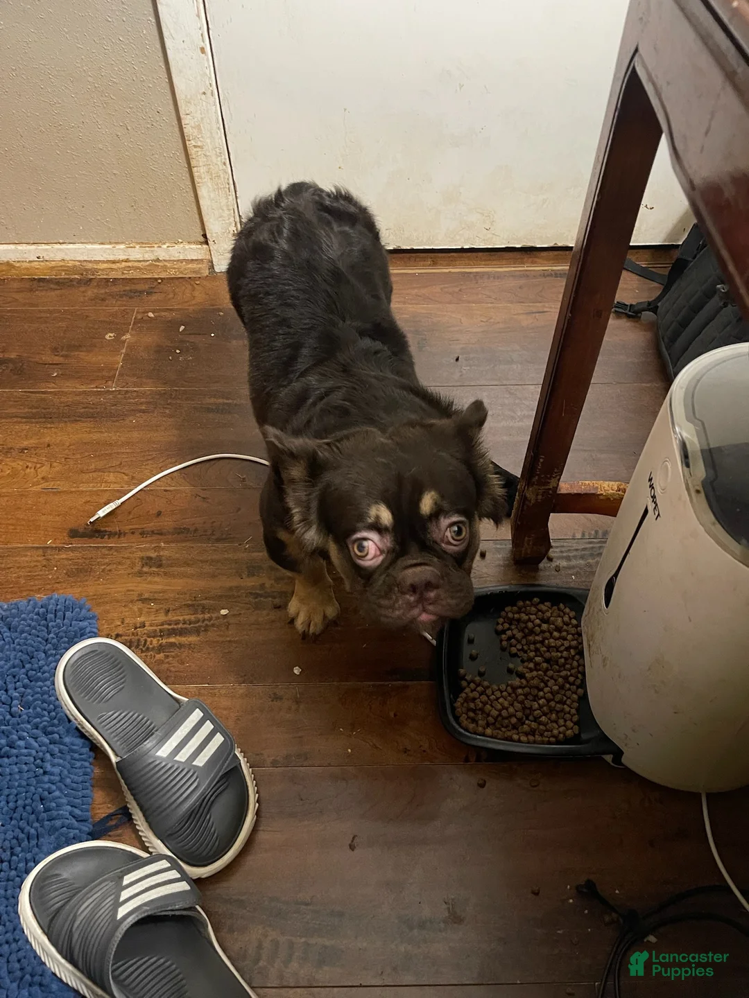 French Bulldog dogs for sale: Mickey - Ad 3