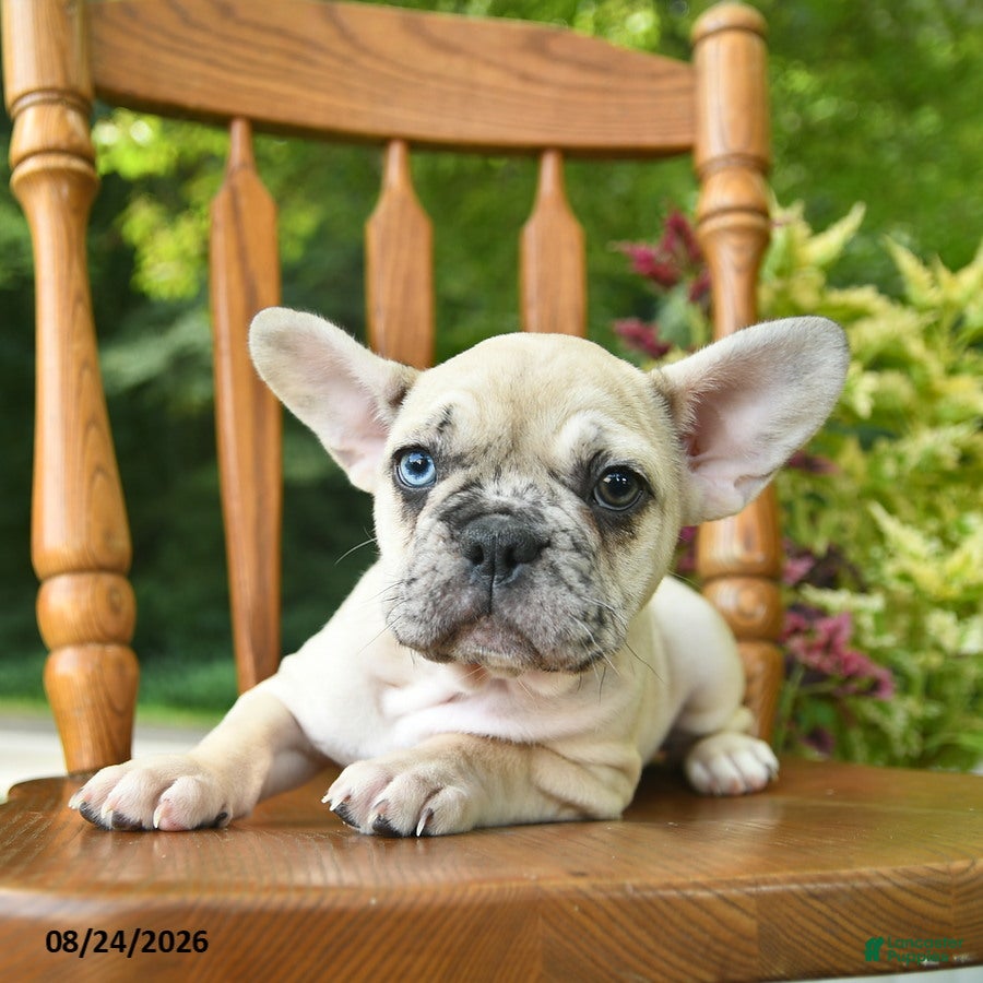 French Bulldog dogs Moana - Ad 2