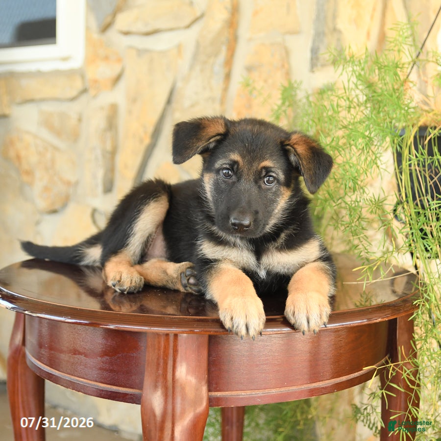 German Shepherd dogs Lisa - Ad 2