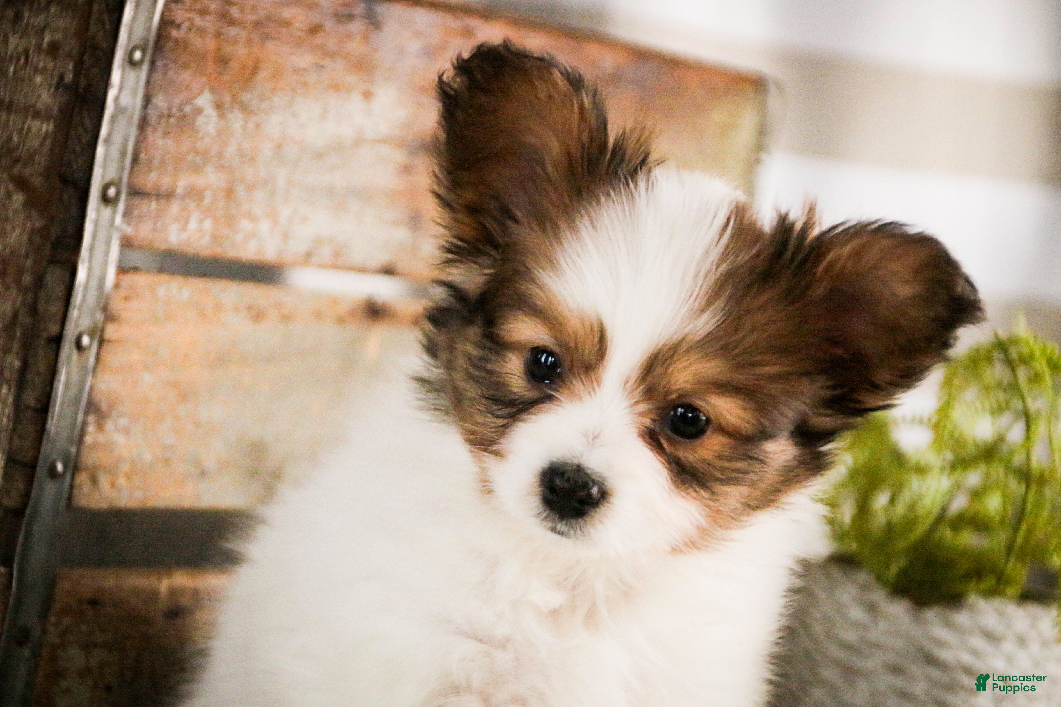 Papillon dogs Gus - Ad 2