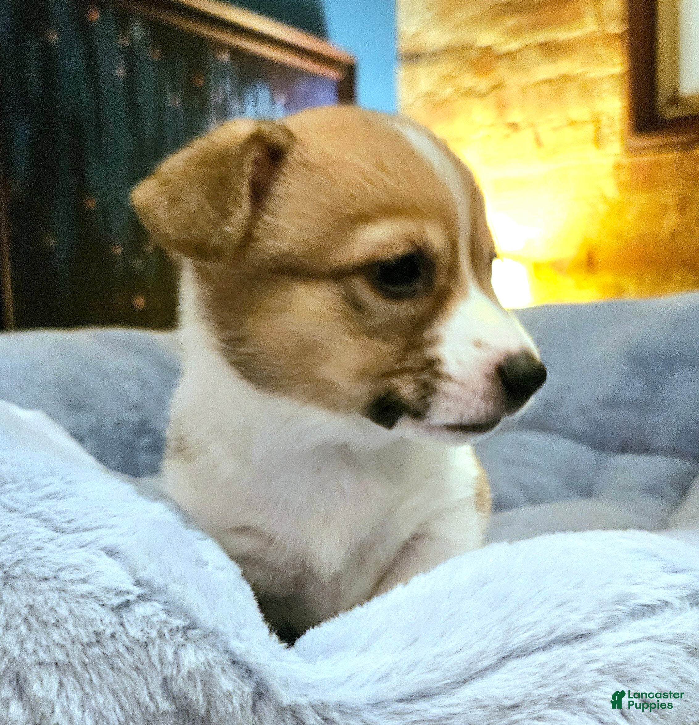 Mixed Breed dogs Chanel - Ad 32