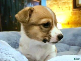 Mixed Breed dogs Chanel - Ad 19