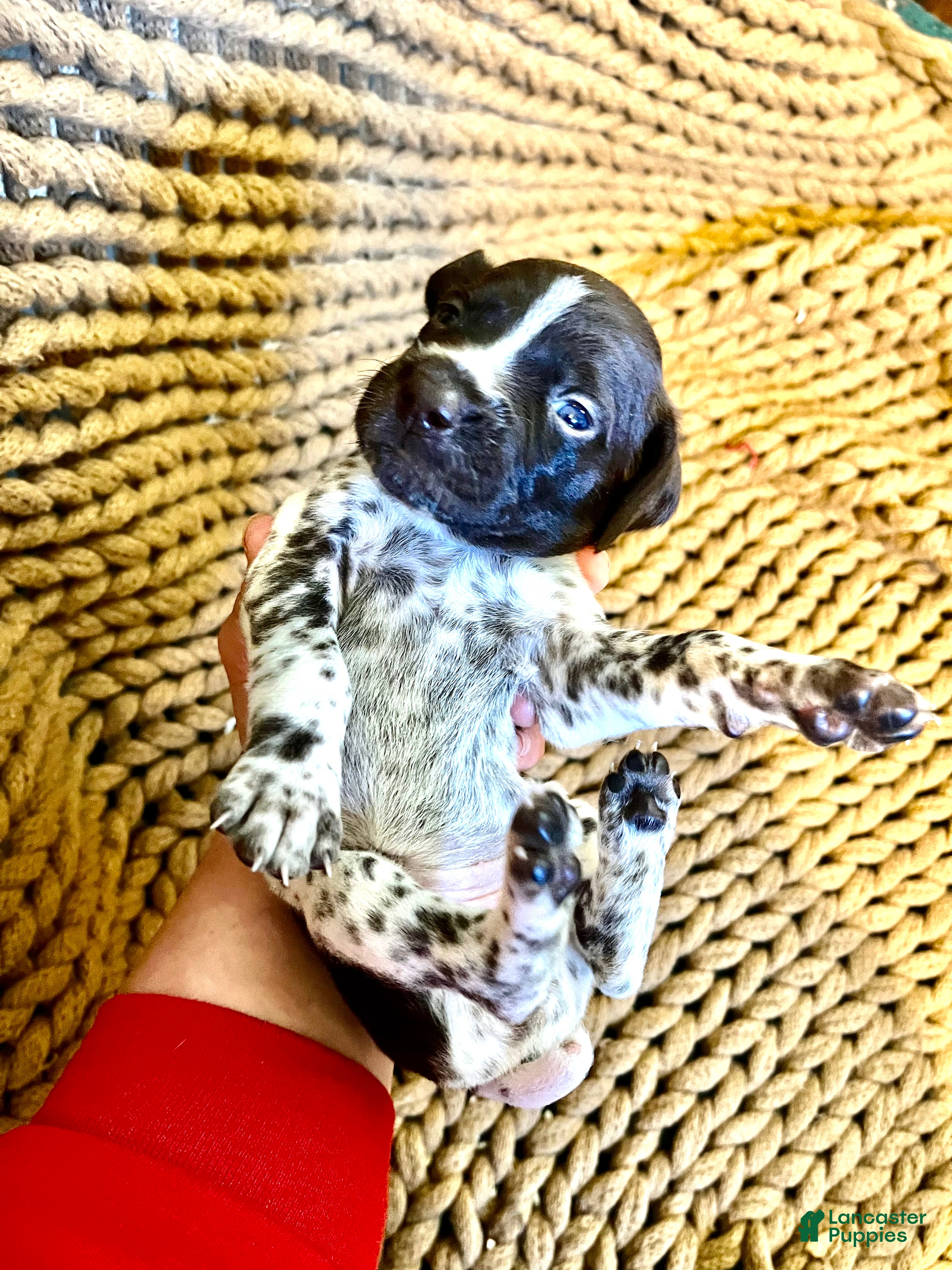 German Shorthaired Pointer dogs for sale: German Shorthaired Pointer Puppy 5 - Ad 2