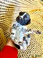 German Shorthaired Pointer Puppy 5