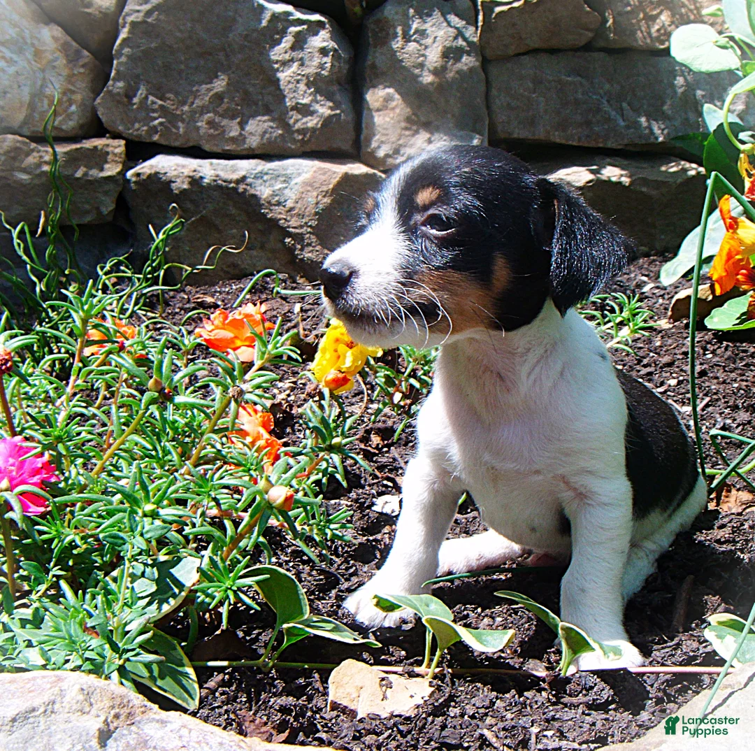 Jack Russell Terrier dogs for sale: Charlie - Ad 2